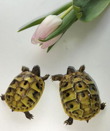 Tortue hermann boettgeri avec puce et papier beschikbaar voor biedingen