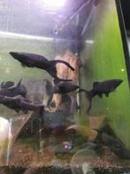 Molly's zwart, Dieren en Toebehoren