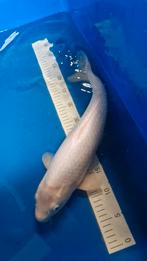 2x koi, Dieren en Toebehoren