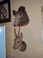 Taxidermie: wild zwijn en ree, Verzamelen, Dierenverzamelingen, Ophalen