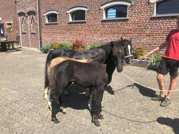 7 jonge welsh pony's