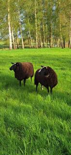 Zwatbles ooien te koop, Dieren en Toebehoren, Schapen, Geiten en Varkens, Vrouwelijk, Schaap, 3 tot 5 jaar