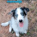 Tricolor en bleu merle border collie pups op boerderij, België, CDV (hondenziekte), 8 tot 15 weken, Collie