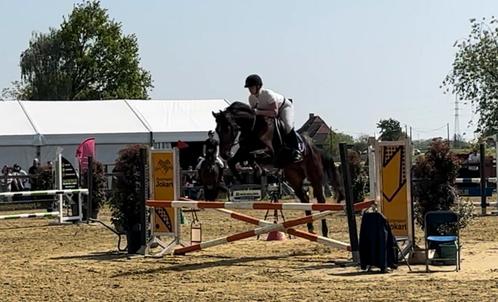 4jarig springpaard, Animaux & Accessoires, Chevaux, Hongre, B, 165 à 170 cm, 3 à 6 ans, Cheval de saut, Avec pedigree, Avec puce électronique