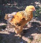 Hennen, Dieren en Toebehoren, Pluimvee, Vrouwelijk, Kip