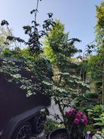 Cornus kousa milky way, Ophalen, Herfst, 250 tot 400 cm