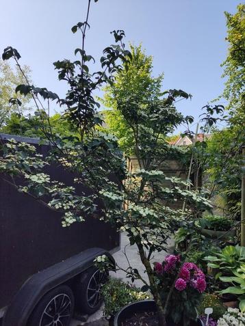 Cornus kousa milky way beschikbaar voor biedingen
