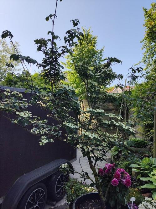 Cornus kousa milky way, Tuin en Terras, Planten | Bomen, 250 tot 400 cm, Herfst, Ophalen