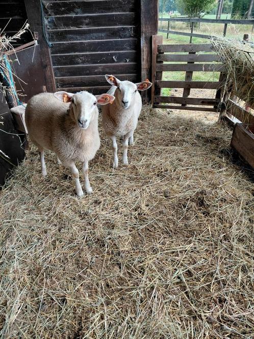 Ooilammeren en bonte ooi te koop, Dieren en Toebehoren, Schapen, Geiten en Varkens