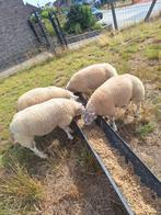 Nederlandse texel ramlammeren van maart 2025, Dieren en Toebehoren, Schapen, Geiten en Varkens, Mannelijk, Schaap, 0 tot 2 jaar