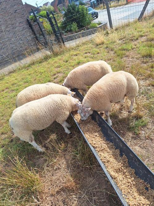Nederlandse texel ramlammeren van maart 2025, Dieren en Toebehoren, Schapen, Geiten en Varkens, Schaap, Mannelijk, 0 tot 2 jaar