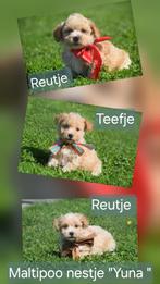 Maltipoo pups, België, Overige rassen, 8 tot 15 weken, Meerdere