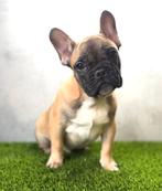 Prachtige Franse Bulldog Pup, België, Fokker | Hobbymatig, Reu, CDV (hondenziekte)