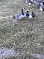 Brandganzen, Dieren en Toebehoren, Pluimvee, Meerdere dieren, Gans of Zwaan