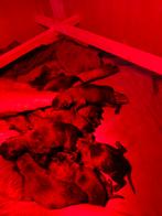 Mechelse herder pups met stamboom, Dieren en Toebehoren, CDV (hondenziekte), België, Fokker | Hobbymatig, 8 tot 15 weken