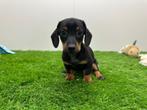 Nestje Standaard Teckel pups, Dieren en Toebehoren, België, Standaard, 8 tot 15 weken, Korthaar