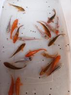Koi s