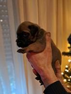Bullmastiff pups, Dieren en Toebehoren, België, Fokker | Hobbymatig, CDV (hondenziekte), 8 tot 15 weken