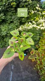 Coleus, Ophalen of Verzenden