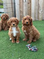 Prachtige mini/medium labradoodle, Dieren en Toebehoren, België, Overige rassen, CDV (hondenziekte), 8 tot 15 weken