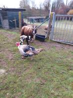 Ronquiere haan 2j oud, Enlèvement