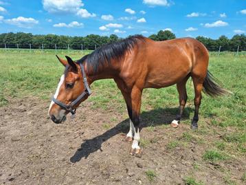 3 jarig recreatie/sportpaard, Hongre, Débourré, Cheval de récréation