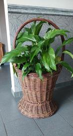 Grote mand voor grote plant, Huis en Inrichting, Ophalen