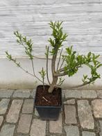 Doorbloeiende amandelwilg Salix triandra semperflorens, Jardin & Terrasse, Enlèvement