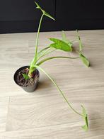Alocasia, Maison & Meubles, Plantes d'intérieur, Plante verte, Enlèvement, Ombre partielle, Moins de 100 cm