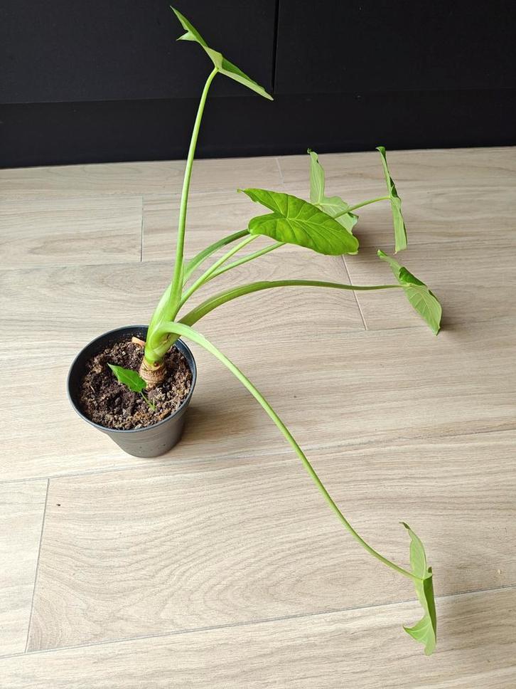 Alocasia, Huis en Inrichting, Kamerplanten, Minder dan 100 cm, Groene kamerplant, Halfschaduw, Ophalen