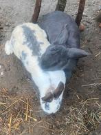 Duitse reuzen, Dieren en Toebehoren, Meerdere dieren, Groot, 0 tot 2 jaar