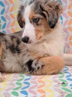 Border collie red, Bleu, merle pup mannetje chiot, Dieren en Toebehoren, Honden | Herdershonden en Veedrijvers, CDV (hondenziekte)