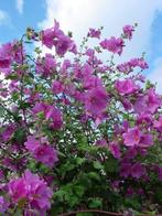 Lavatera en Gaura, Tuin en Terras, Ophalen of Verzenden, Vaste plant