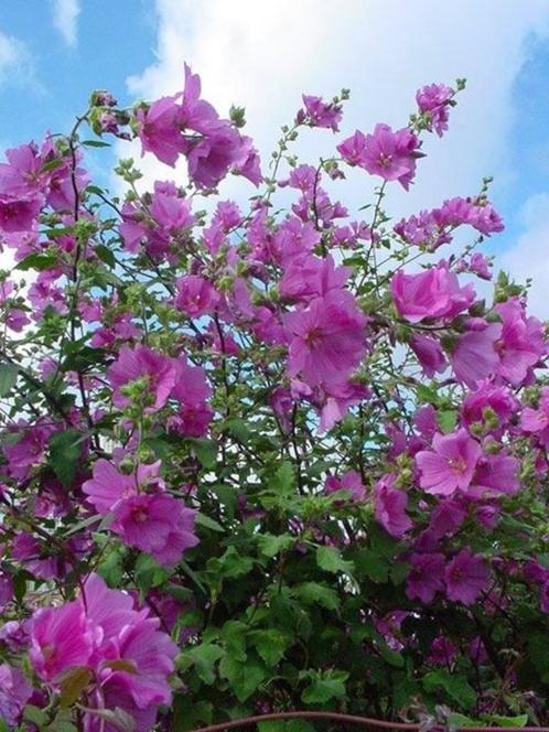 Lavatera et Gaura, Jardin & Terrasse, Plantes | Jardin, Plante fixe, Enlèvement ou Envoi