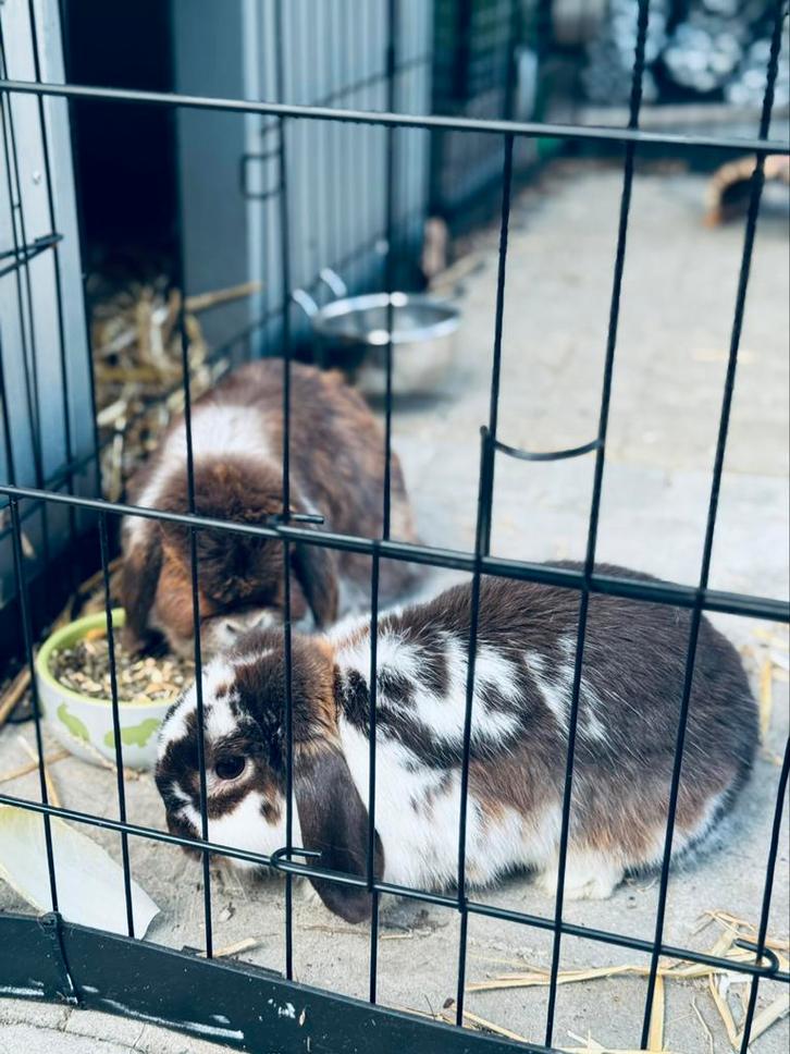 2 voedsters, Dieren en Toebehoren, Konijnen, Vrouwelijk