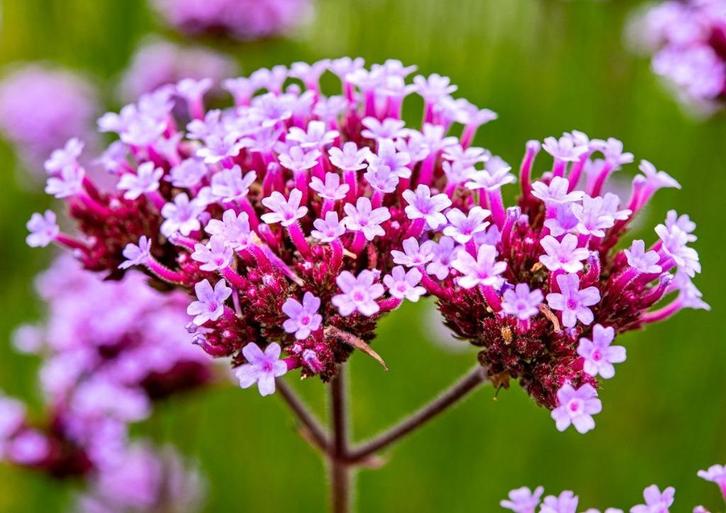 30 graines de Verbena bonariensis - Verveine, Jardin & Terrasse, Bulbes & Semences, Graine, Envoi