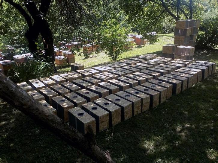 Bijen, Dieren en Toebehoren, Insecten en Spinnen, Bijen