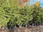 Leylandii coniferen 125-150 cm potgekweekt ruime voorraad!, Enlèvement ou Envoi, Conifère, Haie, 100 à 250 cm