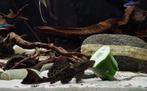 Giga Pleco's - Aquariumvissen, Dieren en Toebehoren, Vissen | Aquariumvissen, Vis, Zoetwatervis