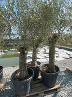 Lot van 4 olijfbomen (LOT 9), Tuin en Terras, Lente, 100 tot 250 cm, Olijfboom, Ophalen