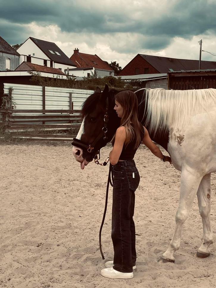Verzorgpaard gezocht/ bijrijder aangeboden, Dieren en Toebehoren, Paarden, Meerdere dieren, Recreatiepaard