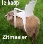 Zitmaaier te koop, Dieren en Toebehoren, Schapen, Geiten en Varkens