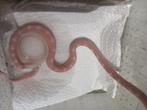 Butter scaleless 100%het palmetto, Dieren en Toebehoren, Reptielen en Amfibieën, Slang, Tam, 0 tot 2 jaar