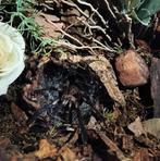 Chilobrachys natanicharum (sp. electric blue) tarantula, Dieren en Toebehoren, Reptielen en Amfibieën, Overige soorten, Met terrarium