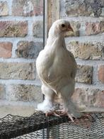 Trio brahma, Dieren en Toebehoren, Pluimvee, Meerdere dieren, Kip
