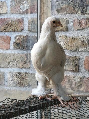 Trio brahma  beschikbaar voor biedingen