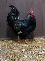 Mooie dubbel zwart zilver gezoomd barnevelder haan, Dieren en Toebehoren, Pluimvee