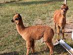 Alpacas met cria, November, Vrouwelijk