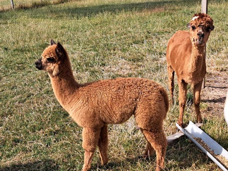 Alpacas met cria, Dieren en Toebehoren, Overige Dieren, Vrouwelijk, November