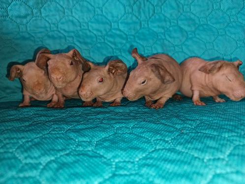 Nestje skinny's cavia's zoekt goede thuis, Dieren en Toebehoren, Knaagdieren, Cavia, Juli